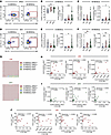 Elevated frequencies of MDSCs with enhanced immunosuppressive capacities in