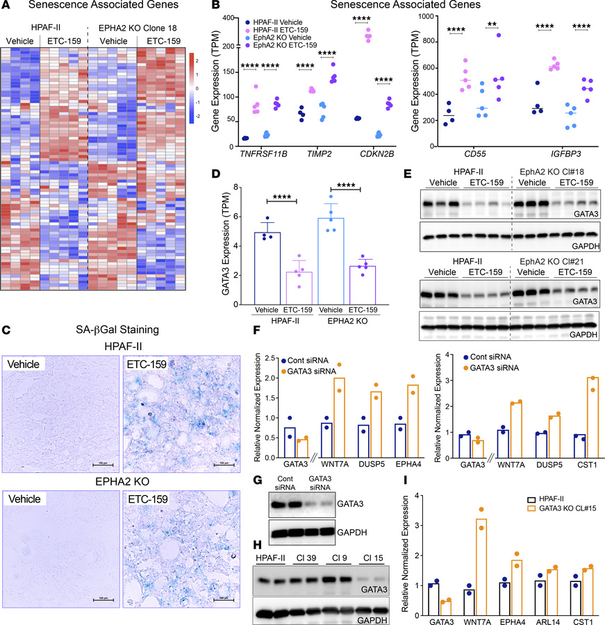 
EPHA2 KO–induced ERK phosphorylation does not elicit senescence, and GA...