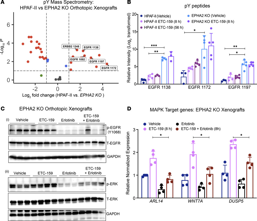 EGFR activation in response to EPHA2 KO drives ERK phosphorylation and c...