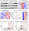 Pharmacological and genetic inhibition of Wnt signaling triggers ERK phosph