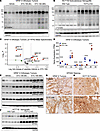 Wnt inhibition induces phosphorylation of specific RTKs including EPHA2, EG