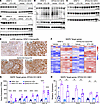 EPHA2 KO induces ERK phosphorylation without concomitant upregulation of MA