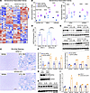 EPHA2 KO–induced ERK phosphorylation does not elicit senescence, and GATA3