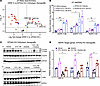 EGFR activation in response to EPHA2 KO drives ERK phosphorylation and cont
