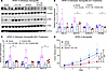 Wnt inhibition–mediated EGFR activation is partially responsible for ERK ph
