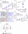 EPHA2 KO increases sensitivity to Wnt and EGFR inhibition.