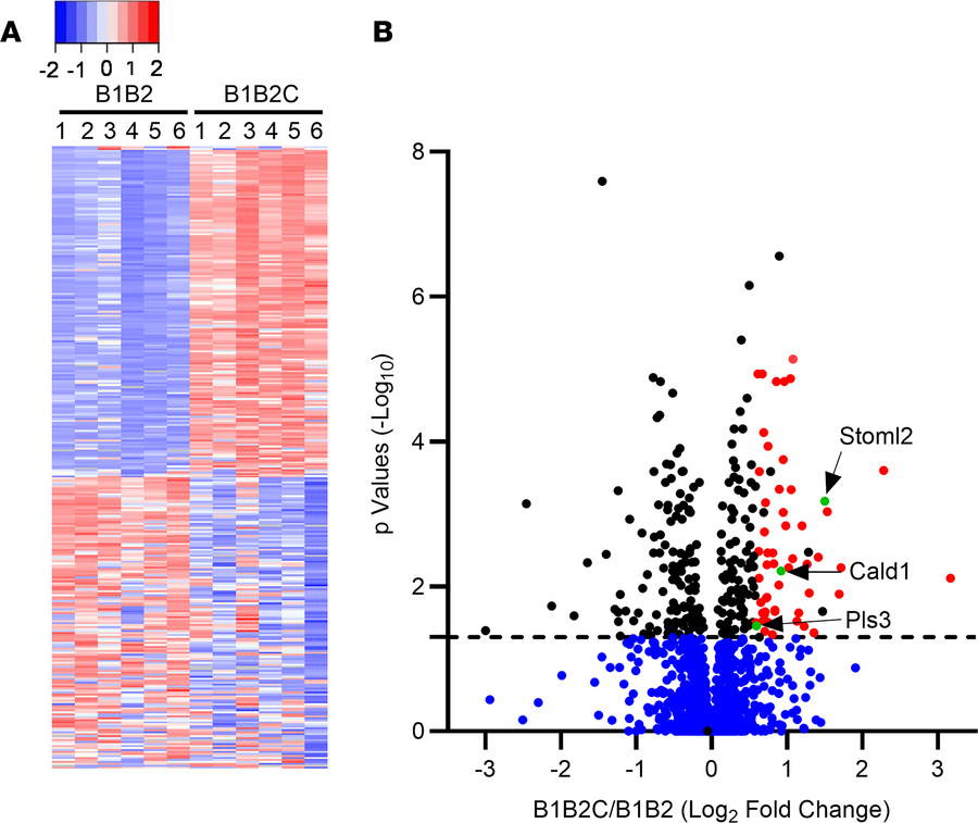Profiling of the A7R5 proteome.
(A) Heatmap and hierarchical clustering ...