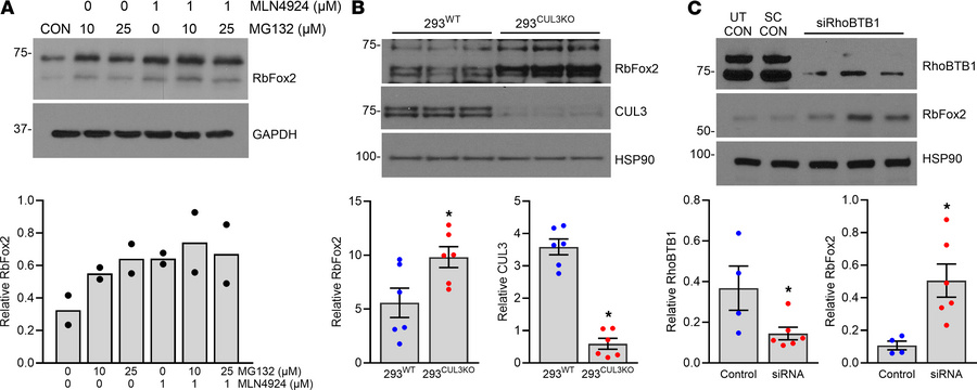 Validation of RbFox2 as a target of the RhoBTB1/CUL3 proteasomal pathway...