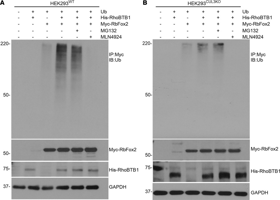 RhoBTB1-dependent polyubiquitination of RbFox2.
Representative immunoblo...