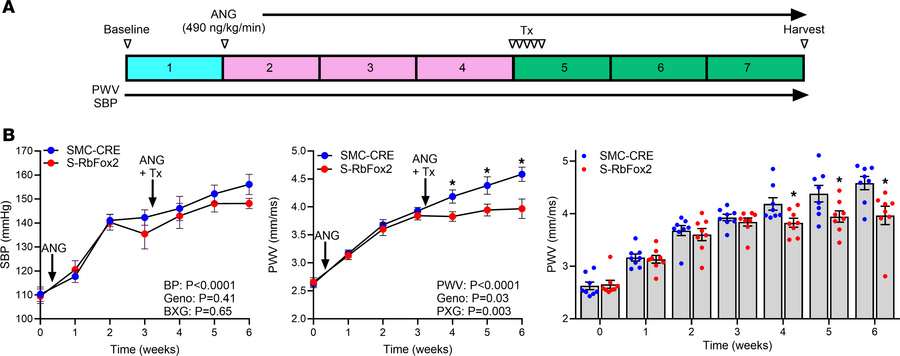 SBP and arterial stiffness in S-RbFox2KO mice.
(A) Schematic of the expe...
