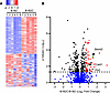 Profiling of the A7R5 proteome.
