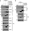 Differential interaction of RhoBTB1 target proteins with RhoBTB1 domains.