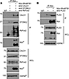 Differential interaction of RhoBTB1 target proteins with full-length RhoBTB