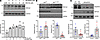 Validation of RbFox2 as a target of the RhoBTB1/CUL3 proteasomal pathway.