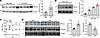 Expression of RbFox2 in various models of hypertension.