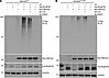 RhoBTB1-dependent polyubiquitination of RbFox2.