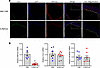 Vascular RbFox2 Expression.