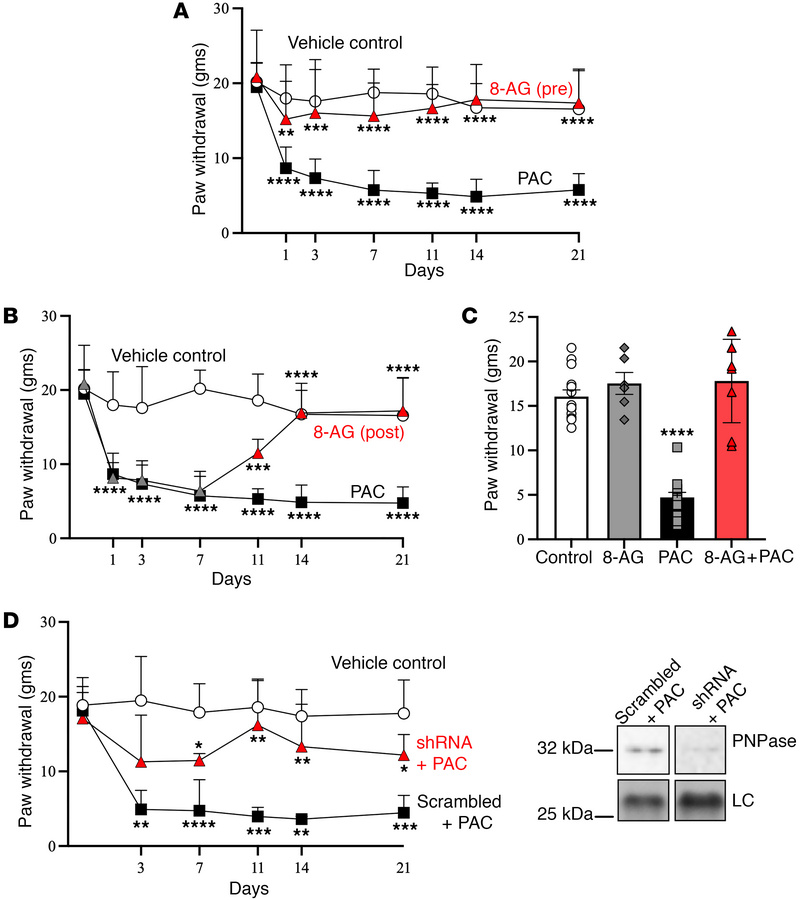 8-Aminoguanine attenuates PAC-related changes in mechanical sensitivity....