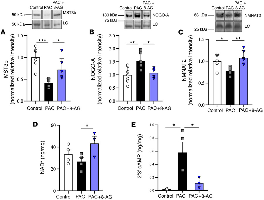 8-Aminoguanine restores PAC-associated changes in proteins associated wi...