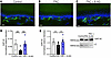 8-Aminoguanine facilitates nerve regeneration following PAC treatment.