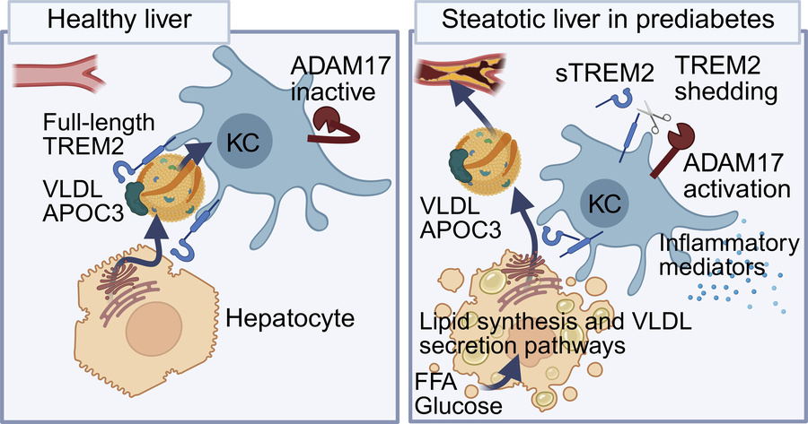 graphical abstract