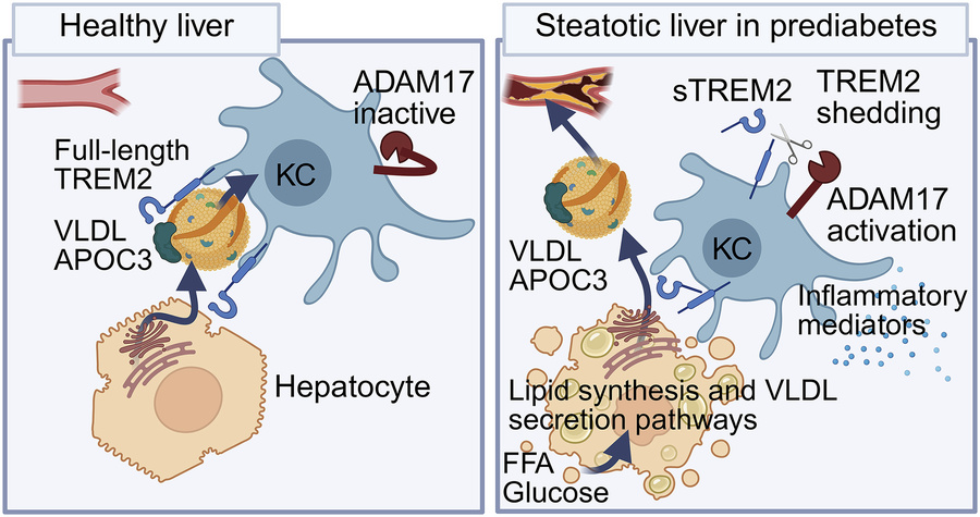 graphical abstract