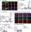 Macrophage TREM2 mediates TRL uptake.