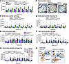 Full-length macrophage TREM2 protects against atherosclerosis.
