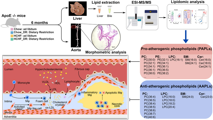 graphical abstract