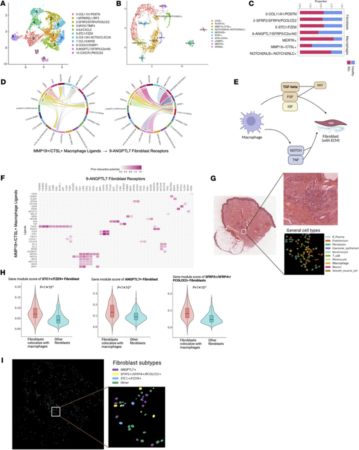 Skin single-cell analysis identifies pathogenic macrophage-fibroblast ci...