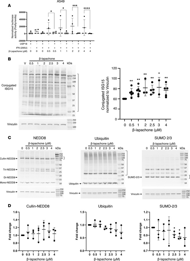 β-Lapachone antagonizes USP18-dependent activity.
(A) IFN-stimulated res...