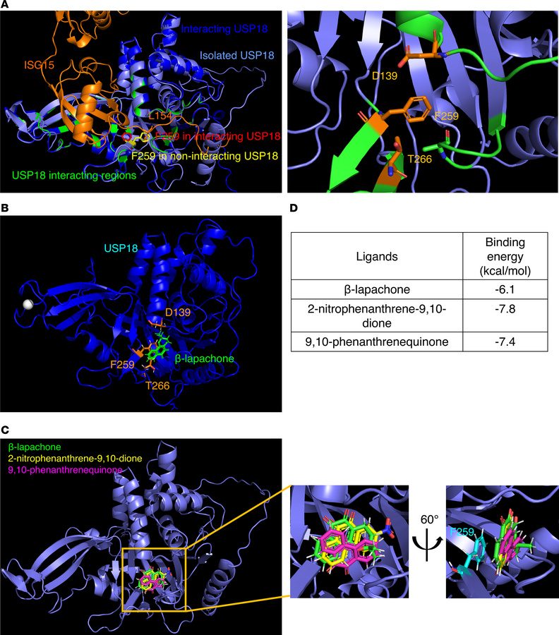 Molecular modeling of β-lapachone binding to USP18.
(A) Structural model...