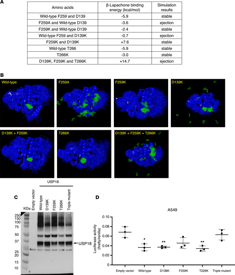 Mutational analyses validate the USP18 residues critical for β-lapachone...