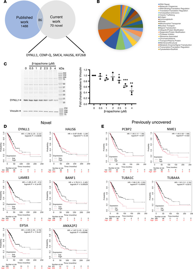 Proteomic analyses reveal β-lapachone treatment affected ISG15-related p...
