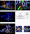 Molecular modeling of β-lapachone binding to USP18.