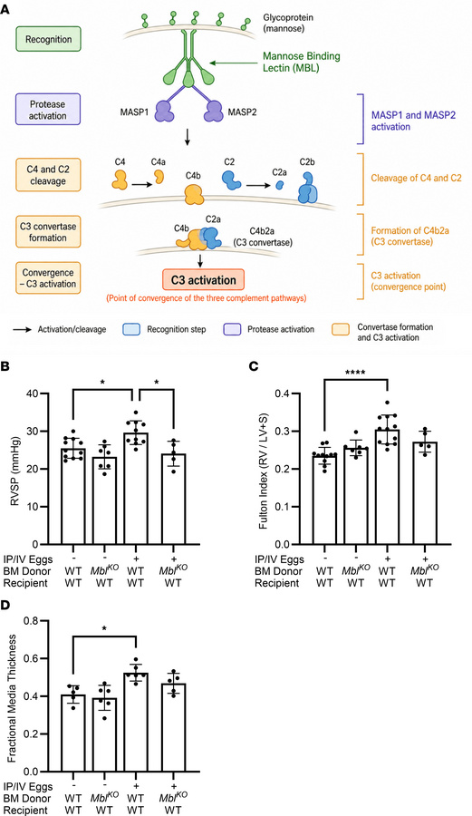 PH phenotype of WT-chimera and MblKO-chimera mice following Schistosoma ...