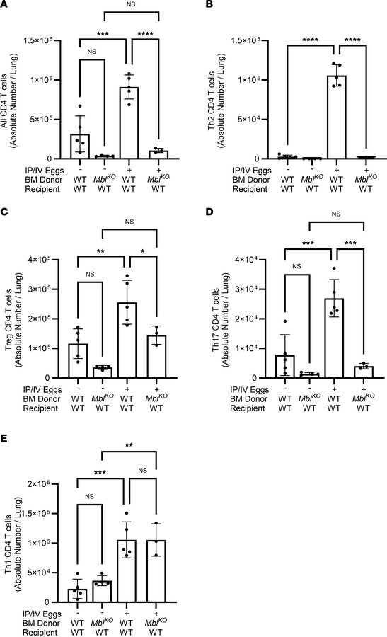Absolute number of CD4+ T cells in WT and MblKO-chimera mice following S...