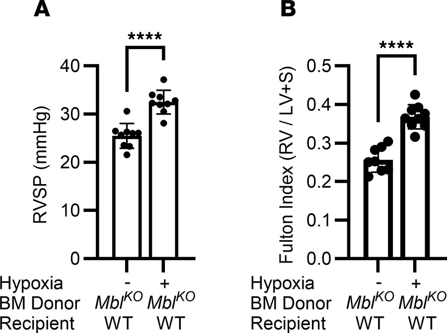 Bone marrow MBL deficiency is not protective in chronic hypoxia-induced ...