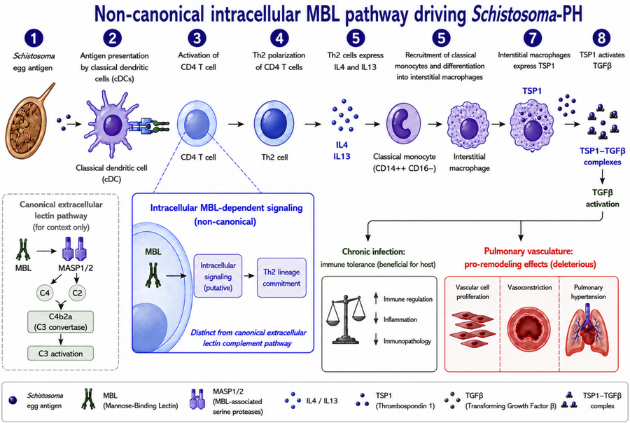 Schematic of the immune cascade promoting Schistosoma-induced PH.
Schist...