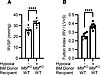 Bone marrow MBL deficiency is not protective in chronic hypoxia-induced PH.