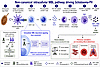 Schematic of the immune cascade promoting Schistosoma-induced PH.