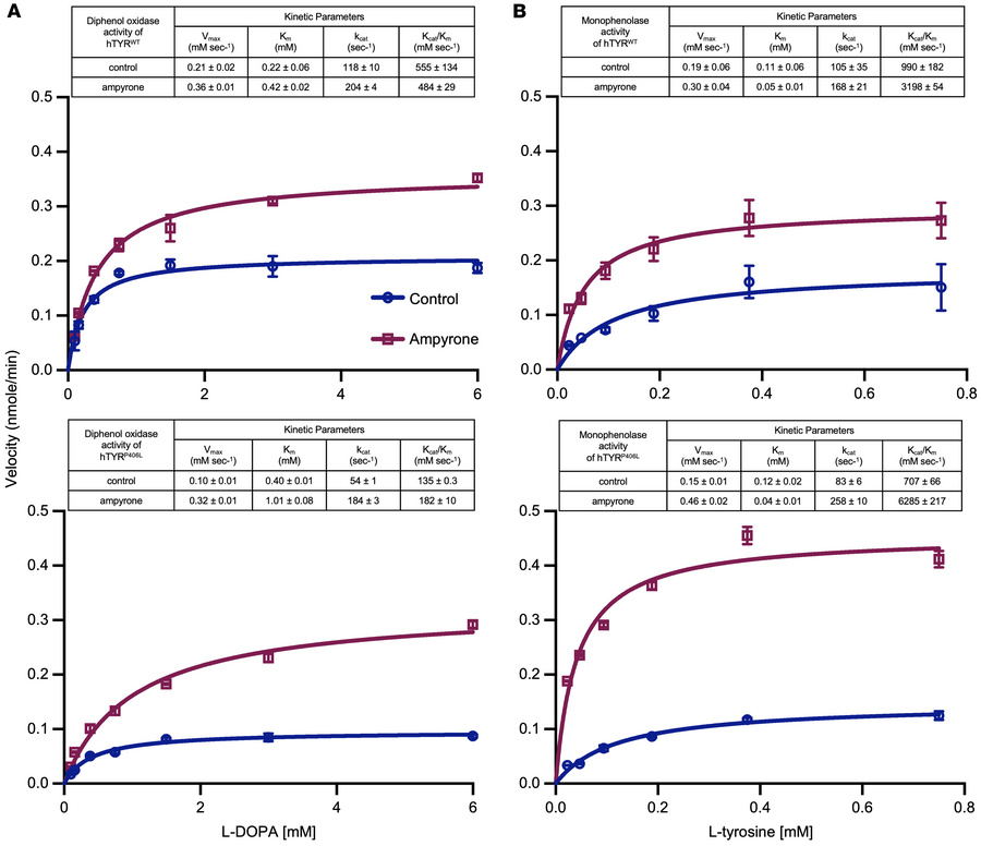 Effect of 10 mM ampyrone on the diphenol oxidase and monophenolase activ...