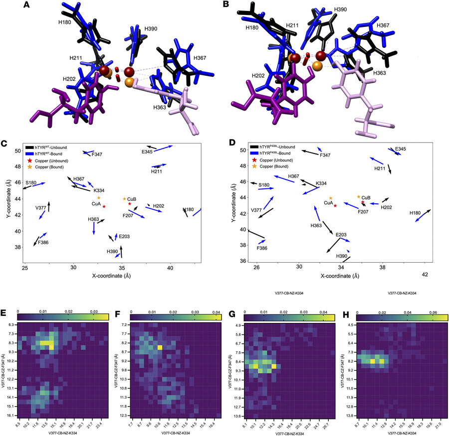 Computational modeling of ampyrone effects in hTYRWT and hTYRP406L.
(A a...