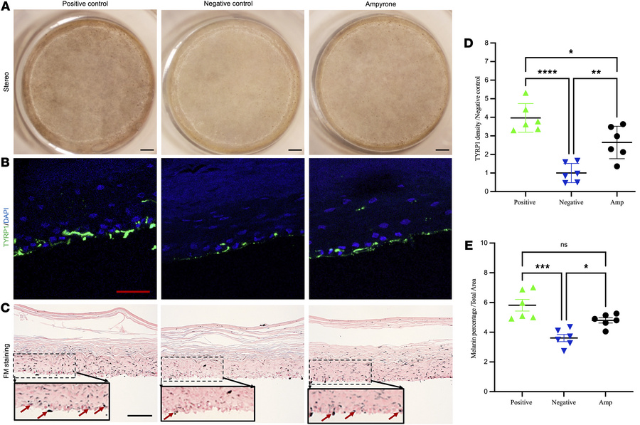 Ampyrone treatment enhances pigmentation in 3D human skin culture.
(A) S...