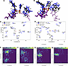 Computational modeling of ampyrone effects in hTYRWT and hTYRP406L.