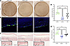 Ampyrone treatment enhances pigmentation in 3D human skin culture.