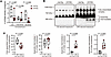 V-ATPase dysfunction in SV-rich fractions from 8-month-old 5×FAD mice.
