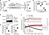 Impaired SV proton transport in V1D-deficient primary cultured neurons.