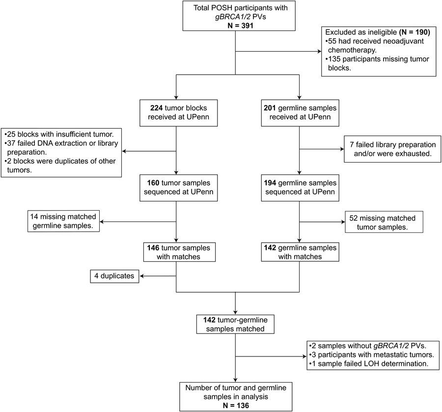 CONSORT diagram of POSH study samples.
