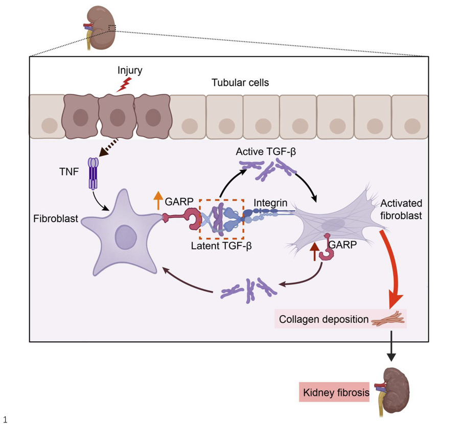 graphical abstract